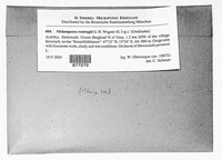 Melampsora rostrupii image